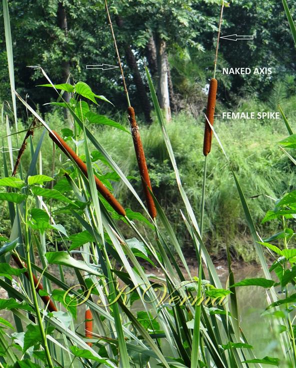   Inflorescences with female spikes;  male flowers disseminated (arrow-marked)